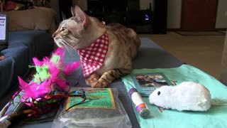 Pet Treater Monthly Mystery Bag for Cats Review - July 2019
