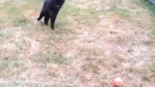 This cat playing fetch is everything
