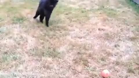 This cat playing fetch is everything