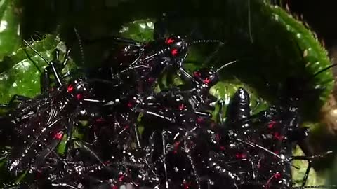 AWESOME GAFANHOTOS wild animal wild insects brazilian brazil