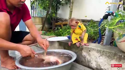 Bibi Helps Dad Harvest vegetables To Cook Super Delicious Fish