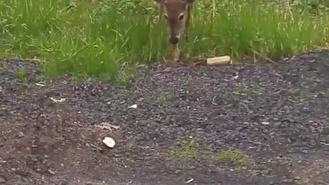 Feeding A Wild Deer