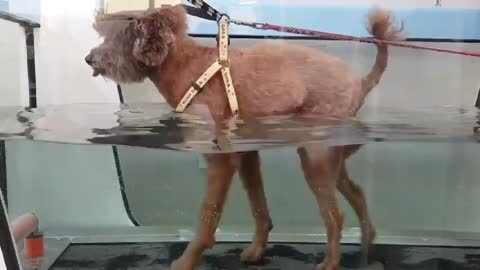 Brown poodle running an underwater treadmill 2