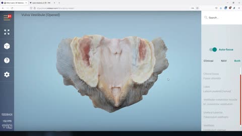 Canine vestibule / vulva- 3D Veterinary Anatomy & Learning IVALA®