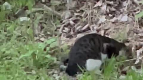 A cat in a park eating rats.