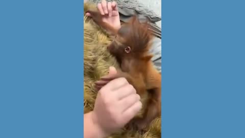 New Orleans zoo introduces baby orangutan