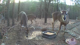 Family of deer