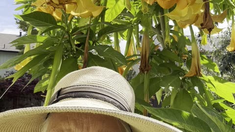 Brugmansia (Angle Trumpet) update ...8+weeks later... Still blooming! 🌿🌾🙌🌿// Wisdom Collective