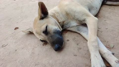 Amazing Lemon Prank Dog So Funny