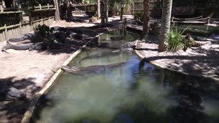 Hanging Out At The Lagoon At The Alligator Farm