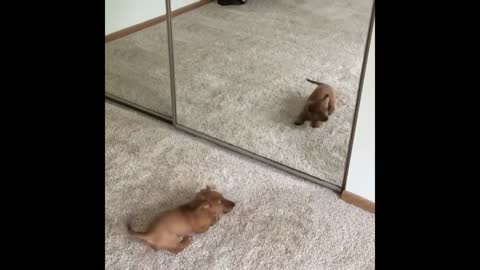 cute puppies in front with mirror