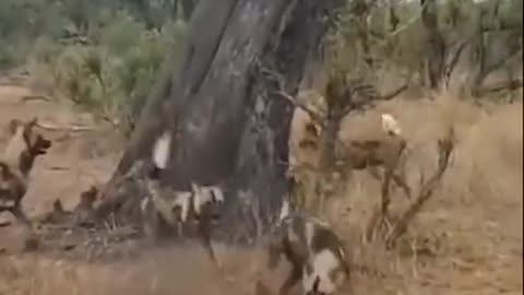 Wildogs vs leopard