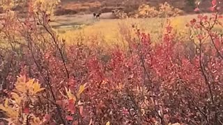 2020 moose hunting Alaska