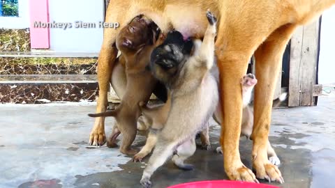 cutest and funniesl laughing baby puppies video