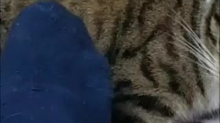 Cat Versus Foot