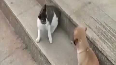 Dog VS Cat