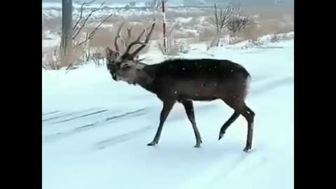 Deer with two heads