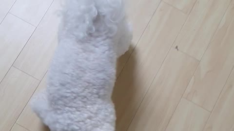 Dog asking for a handshake