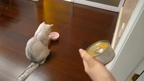 A cat begging for food from its owner ! Funny cat