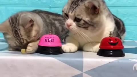 Lovely Cats Rings Bells For Food | Adorable Cats!