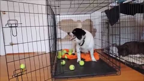 Former chained dog discovers joy of tennis balls