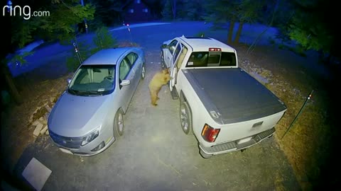 bear trying to open a car door very smart