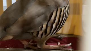 Chukar bird