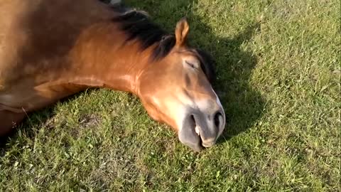 Loud snoring horses :-)