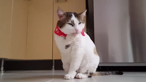 Cute cat with a red handkerchief