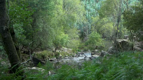 Video of a Trees and River