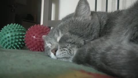 Dad Keeps Coughing While Cat Tries To Sleep. Now Watch How The Cat Reacts …I’m In Stitches!