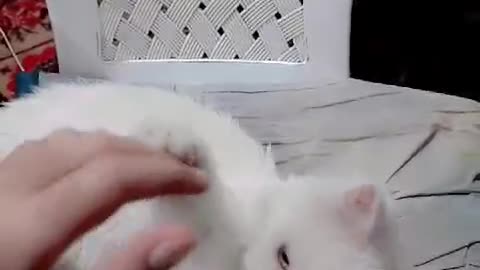 A Little Cute Persian Cat Playing