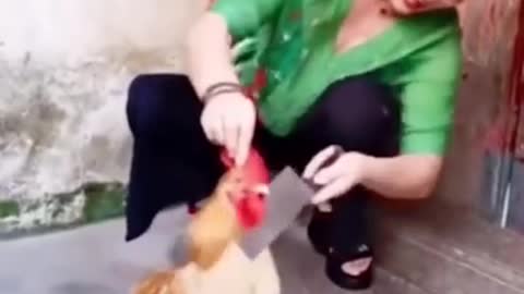 Funny Chickens Chasing... People! Hilarious! Funniest Animals Videos May 2022