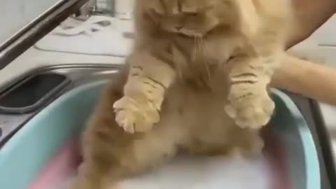 Stubborn Cuty Cat throws hilarious temper tantrum in the bathtub