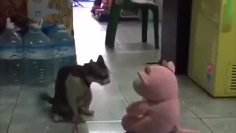 Wresting Cat