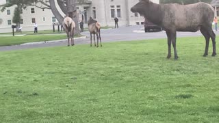 Elk Calls Out to Impress Harem