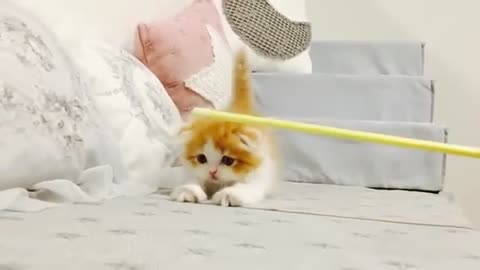 Cute kitten