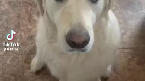 Sweet Dog Knows It Did Wrong