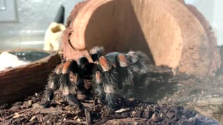 Tarantula Pounce