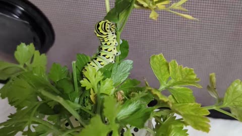 Eastern Black Swallowtail Caterpillar