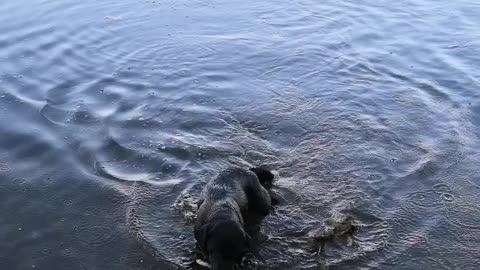 Labrador Archi