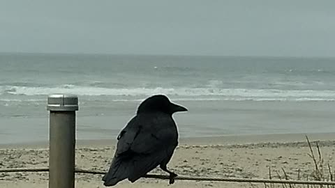 Crow caught at beach without mask!