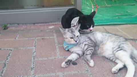 Two cute cats in Korea