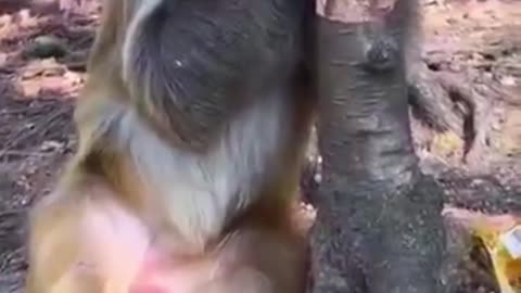 Funny Monkey video