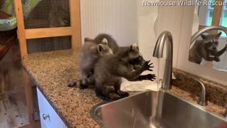 Orphaned Raccoons Wash Their Hands Together