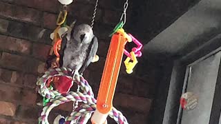 Vocal parrot insists on having chicken for dinner