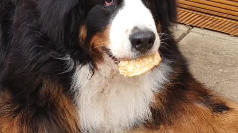 Huge dog eating a pancake