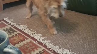 Doris chases her tail whenever owner sings