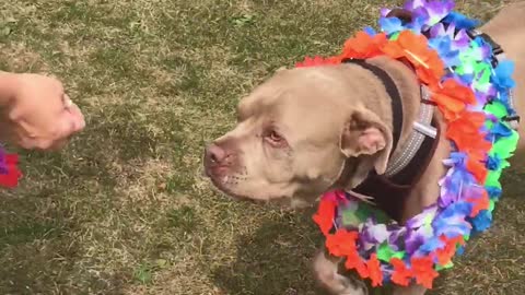 Animal Shelter Celebrates Dog Going Home After 500 Days