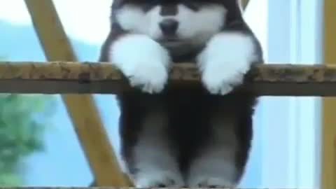 Puppy doing Cutest thing Husky Shorts